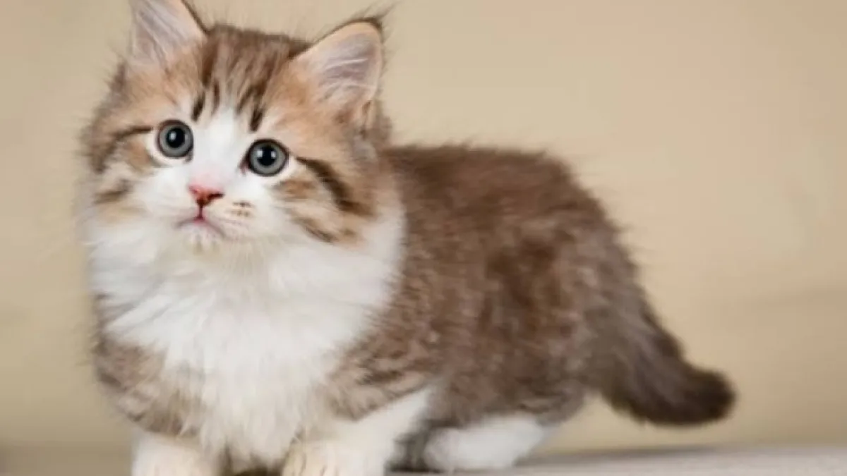 Merawat Kucing Agar Tetap Sehat dan Aktif
